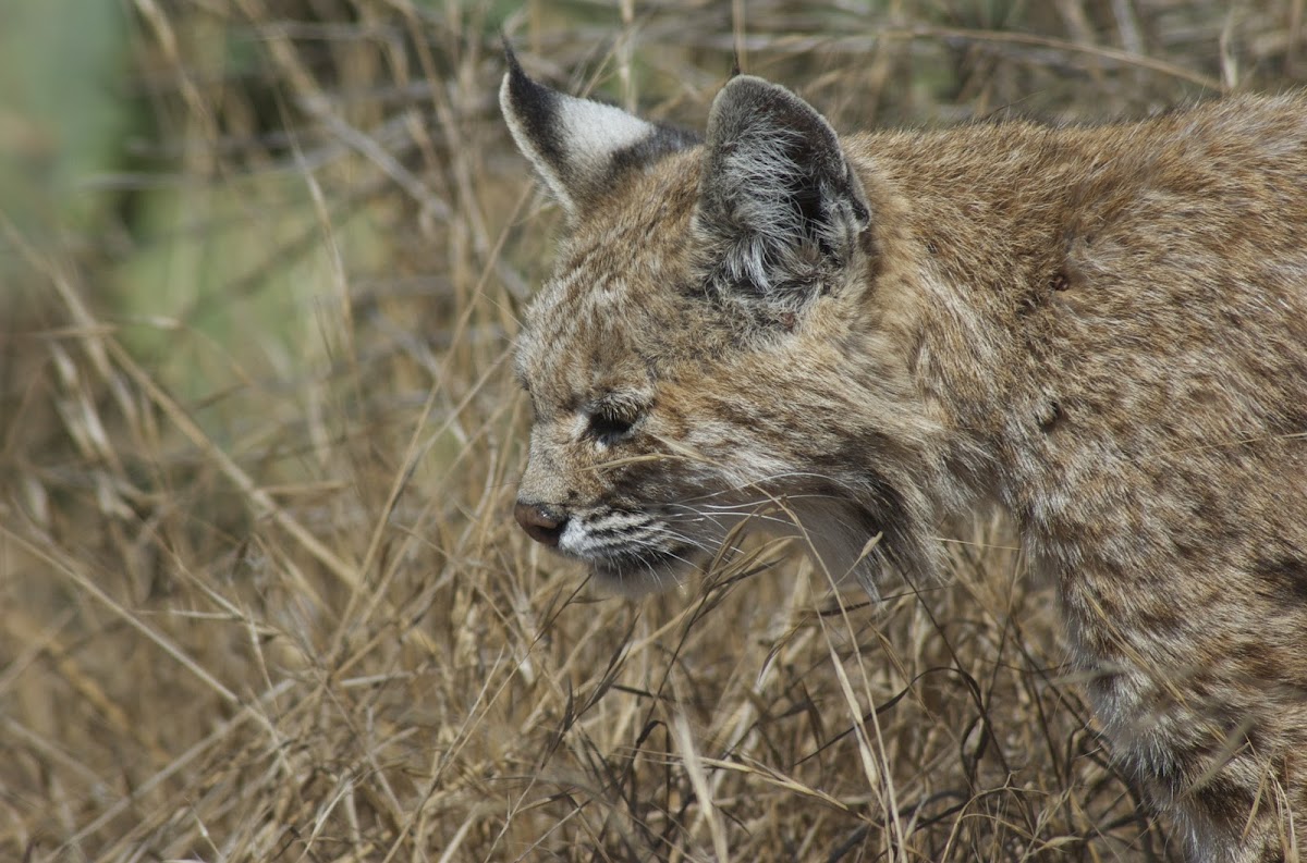 Bobcat