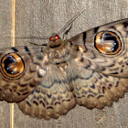 Great Owl Moth