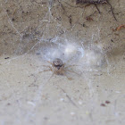 Wall spider guarding egg sacs
