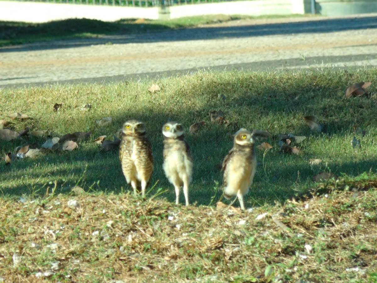 Owls Young