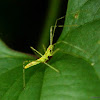 Assassin bug nymph