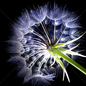 by OL JA - Nature Up Close Other plants