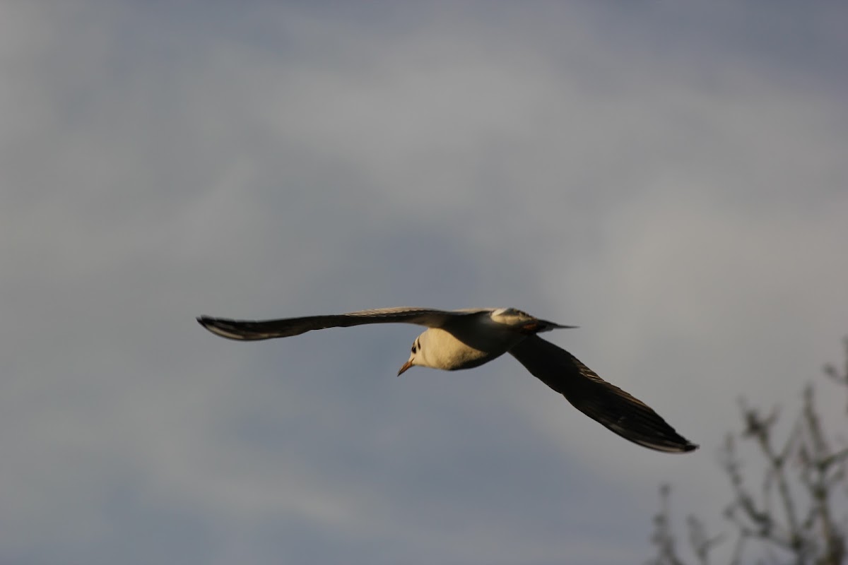 Black-headed Gull