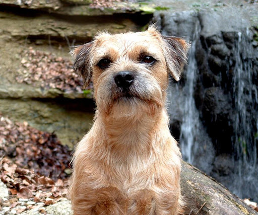 免費下載個人化APP|Border Terrier Wallpapers app開箱文|APP開箱王