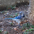 Blue Jay