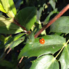 7-spot ladybird