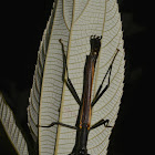 Winged Stick Insect, Phasmid
