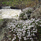 Moss Phlox