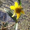 Nodding bur-marigold