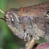 Grasshopper(with parasitic red mites)