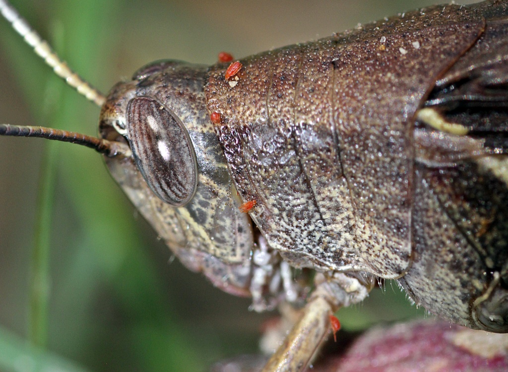 Grasshopper(with parasitic red mites)