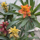 A Bromeliad Plant