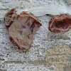 brown jelly fungus (Exidia recisa)