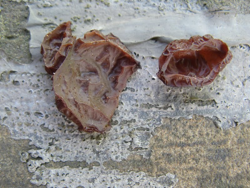 brown jelly fungus (Exidia recisa)