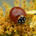 No-spotted Ladybugs