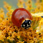 No-spotted Ladybugs