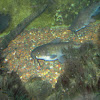 Unknown Catfish
