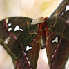 Ceasar Atlas Moth