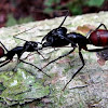 Giant Forest Ants