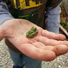 Pacific tree frog