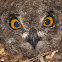 Cape Eagle-Owl chick (Kaapse Ooruil)