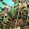 Eastern Garter Snake