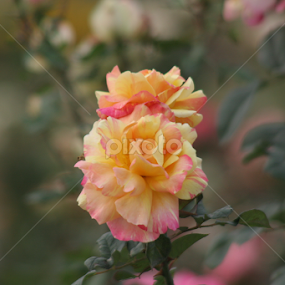 Rose in my Garden by Amir Hameed - Flowers Flower Gardens
