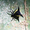 Micrathena Spider
