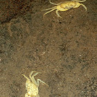 Troglobitic riverine freshwater crabs