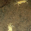 Troglobitic riverine freshwater crabs