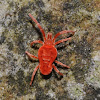 Velvet mite