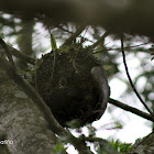 Nido - Nest