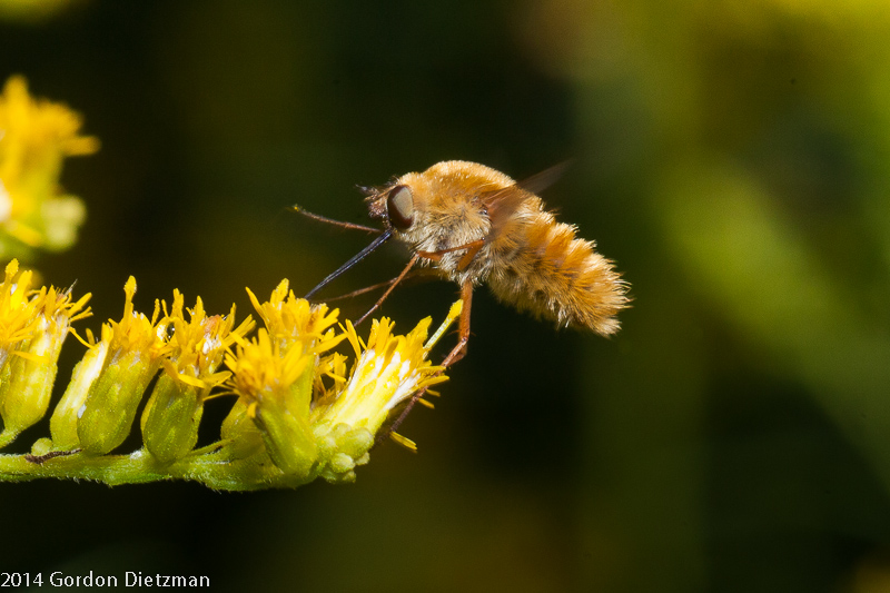 Greater Bee Fly