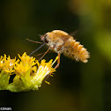 Greater Bee Fly
