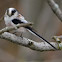 Long-tailed tit (europaeus subspecies)