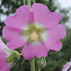 Dissected Hollyhock