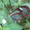 Agnosia Glasswing