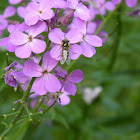 Lapland Syrphid Fly