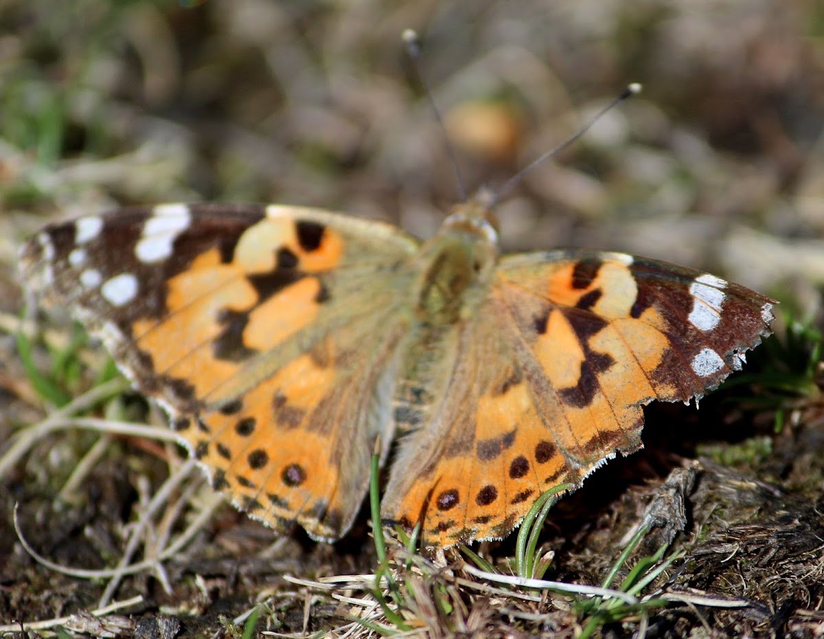 Painted Lady