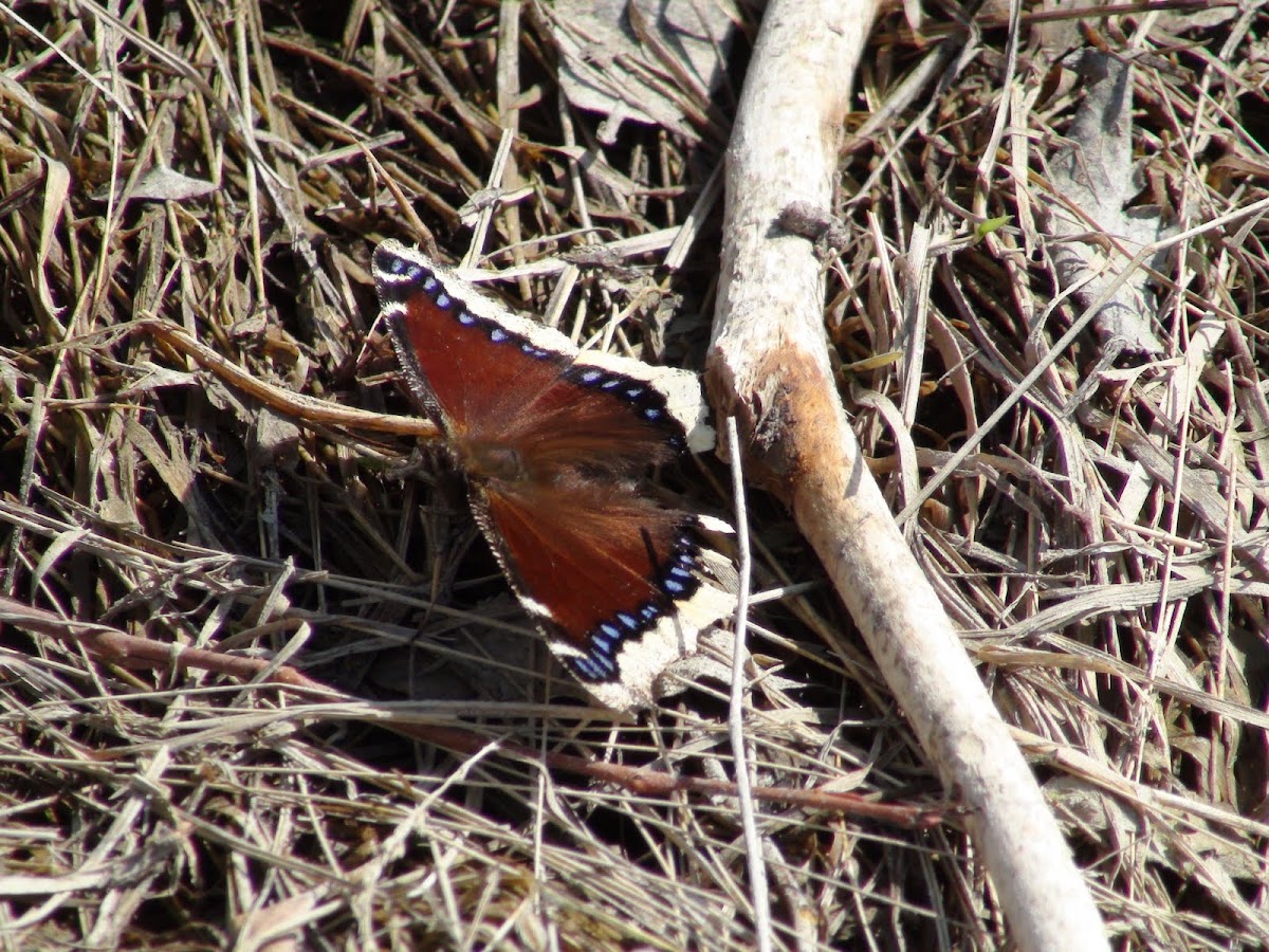 Mourning cloak butterfly