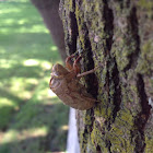 Cicada ( Exuvia )