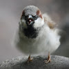 House sparrow in Central Park NYC