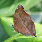 Autumn Leaf  - Butterfly