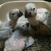 Congo African Grey Parrots