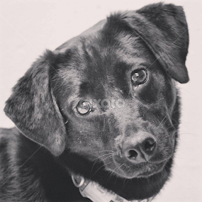 Curious Niham by Rusty Jhorn - Uncategorized All Uncategorized