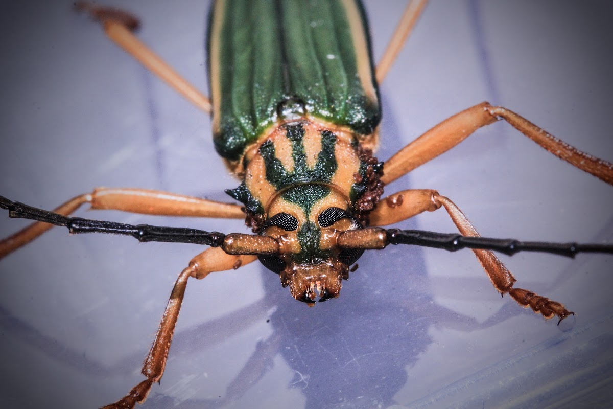 Longhorn beetle