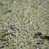 duck weed