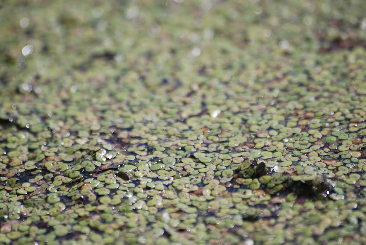 duck weed