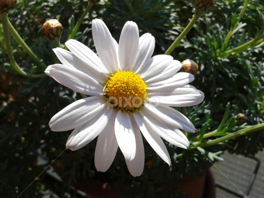 by Snežana Andrejev Majcan - Flowers Single Flower