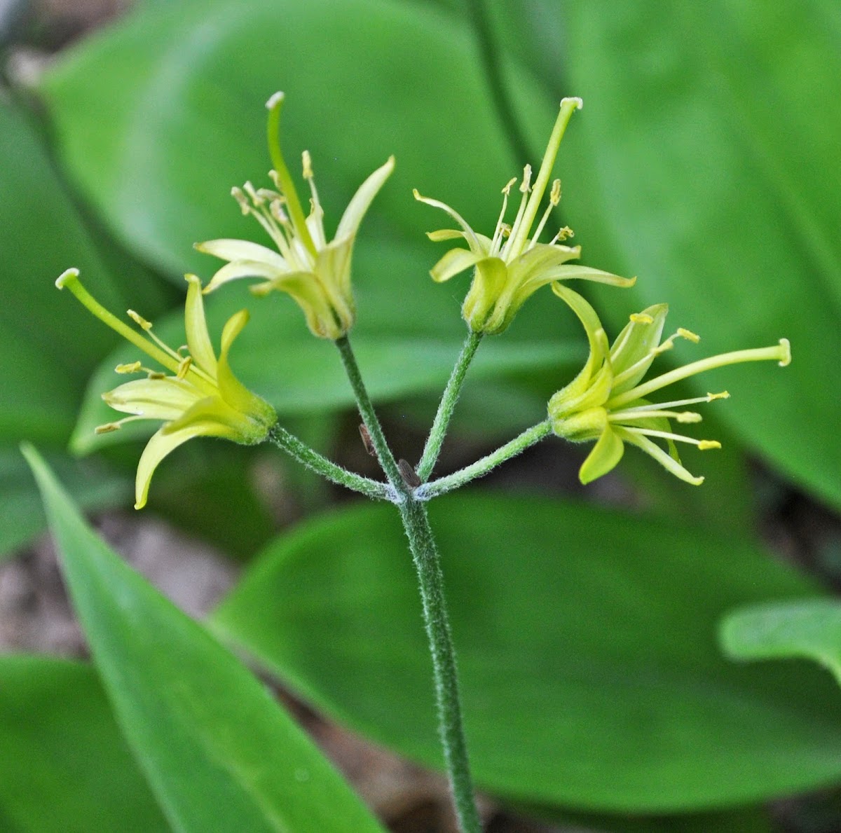 Bluebead Lily